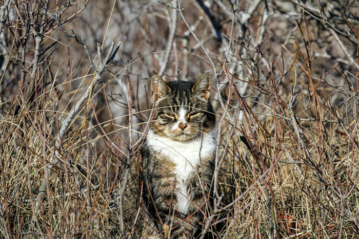 cat hiding in the grass 