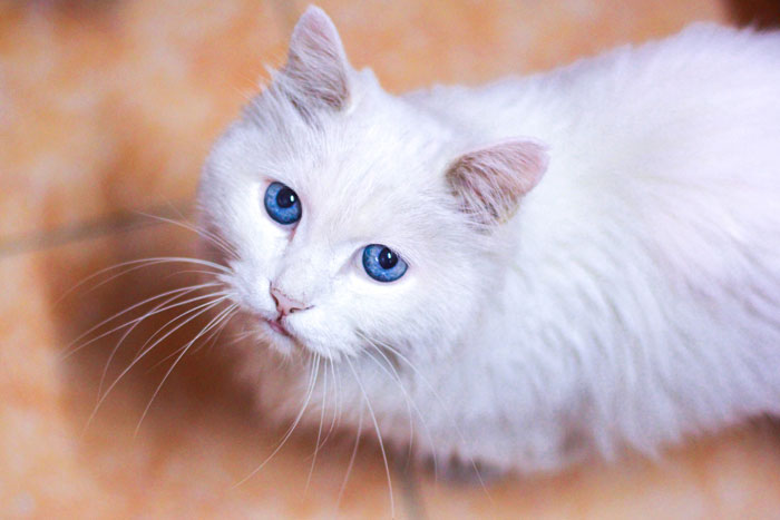 white cat with blue eyes 