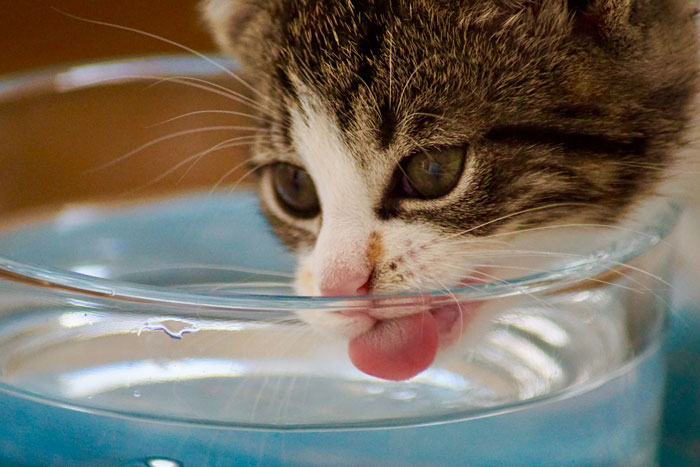 cat drinking a water 