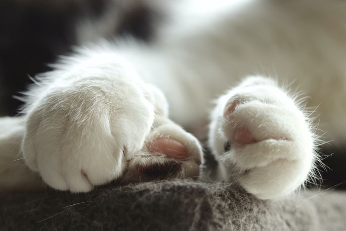 white cats' paws 