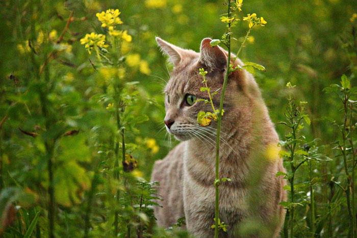 orange cat in the flowers 
