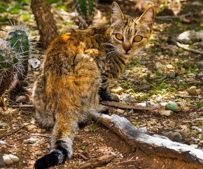 cat sitting on the ground 