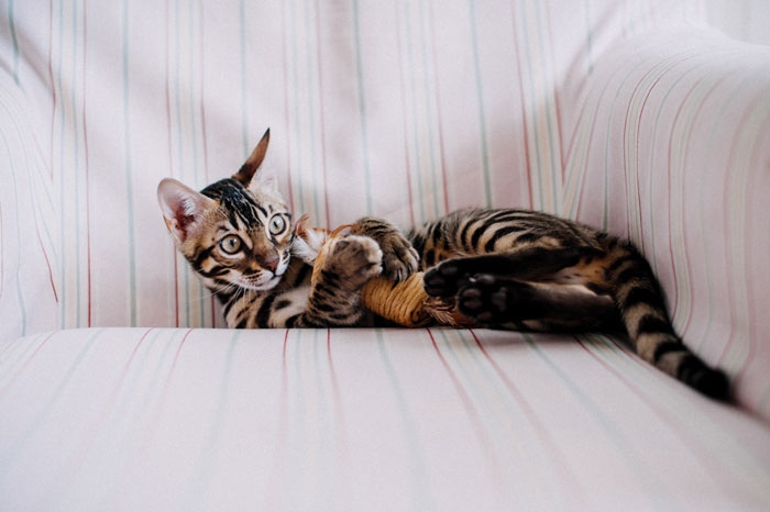 cat playing with a toy 