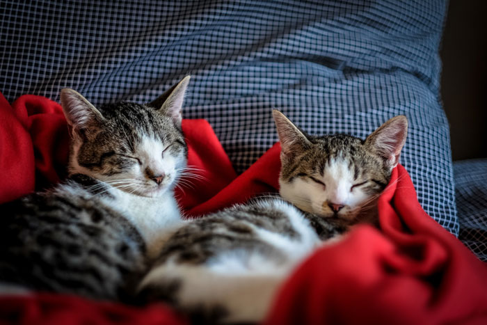 two cats taking a nap 