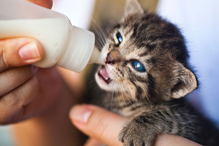 person feeding little kitten 