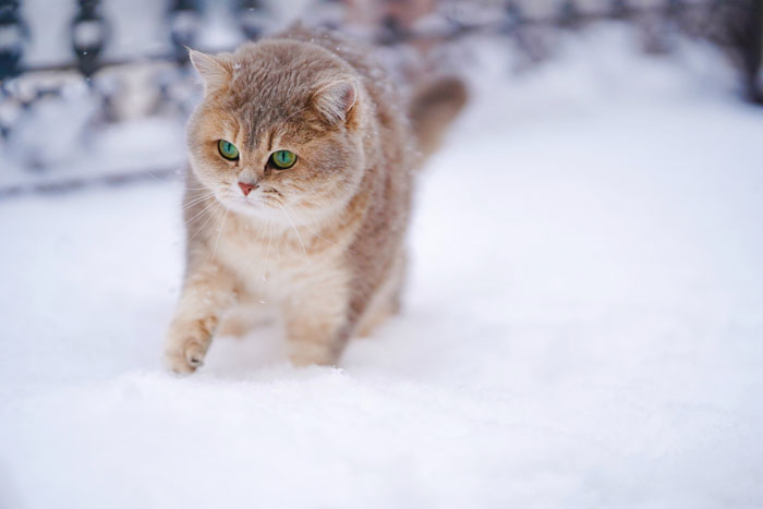 cat walking on the snow 