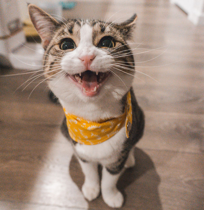 cat wearing yellow scarf 