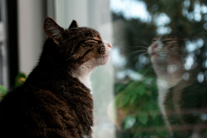 cat looking in the window 