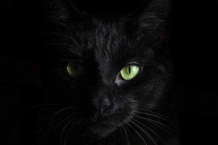 black cat with green eyes 