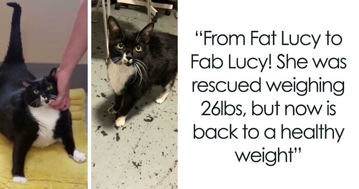 50 Chonky Cats That Underwent Incredible Transformations To Become Healthier Kitties