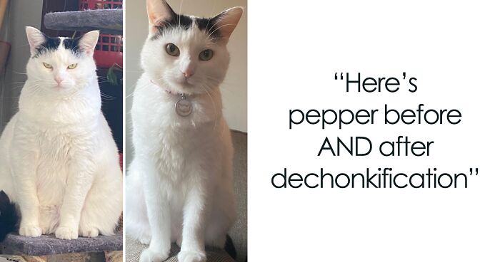 50 Chonky Cats That Underwent Incredible Transformations To Become Healthier Kitties