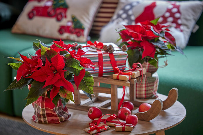 Red poinsettias near decorative wooden sleigh