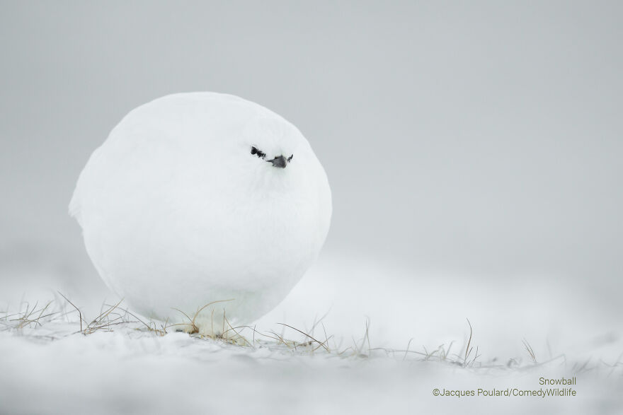 "Snowball" By Jacques Poulard