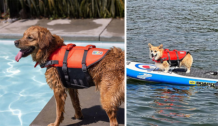 Outward Hound Dog Life Jacket: Ensuring your puppy can enjoy swimming while staying afloat and visible thanks to its bright colors and reflective accents.