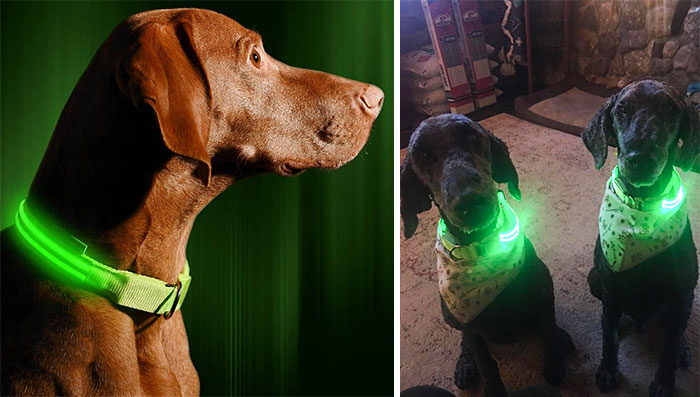 Light Up Dog Collar: For The Highest Visibility And Ultimate Safety, So You Can Keep Your Pup Seen And Protected During Nightly Walks.