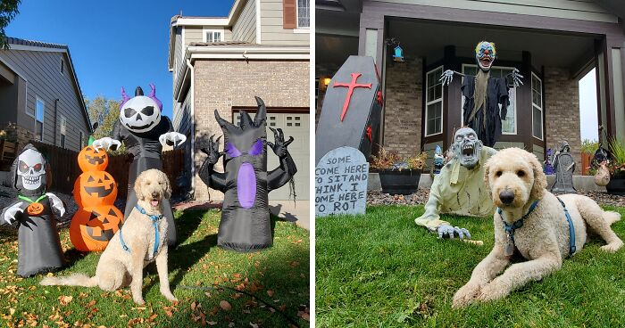 Our Dog Poses With Neighbors’ Halloween Decorations (14 Pics)
