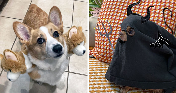 50 Times Pet Halloween Costumes Did Not Disappoint (New Pics)