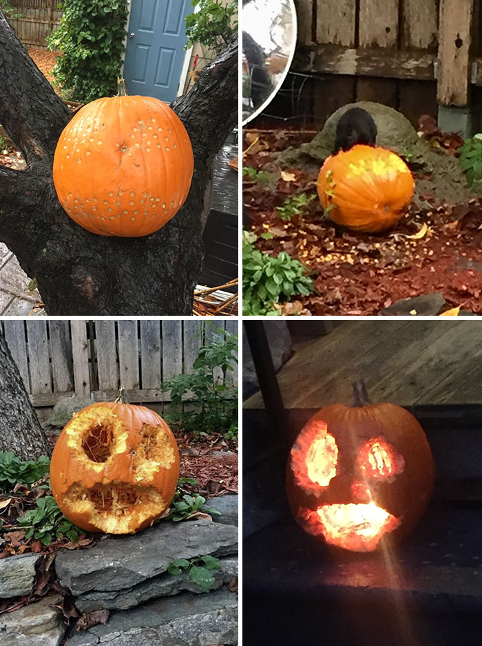 Instead Of Carving The Jack-O'-Lantern Myself This Year, I Poked A Bunch Of Small Holes In A Pumpkin And Stuffed The Holes With Peanut Butter
