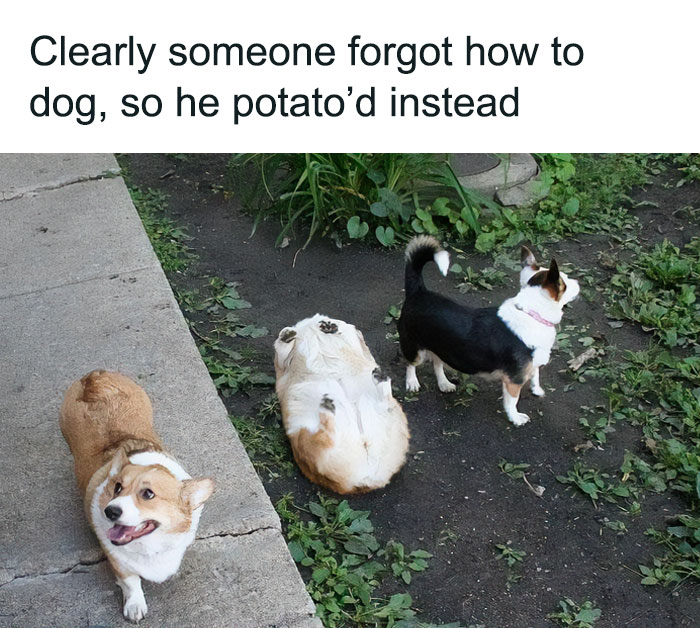 Blessed Potato