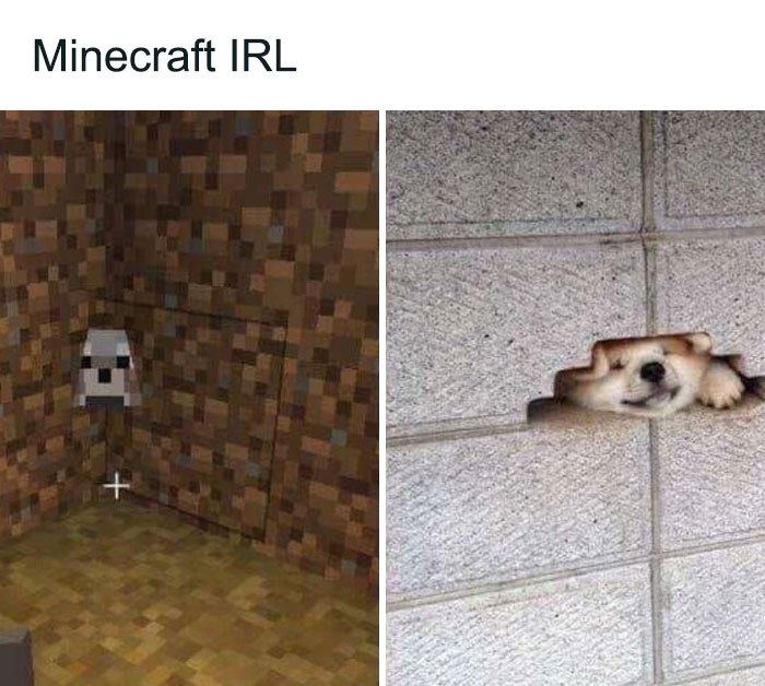 Blesed Minecraft Irl Dog