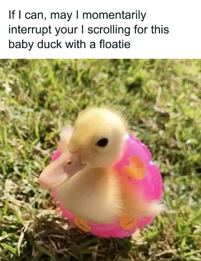 Blessed Duck
