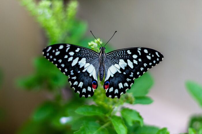 Black butterfly flying