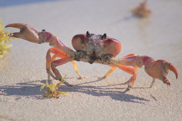 Crab looking at the sand
