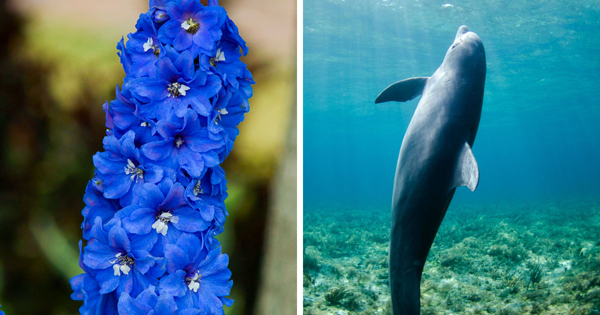 Blue delphinium flower and dolphin in the water