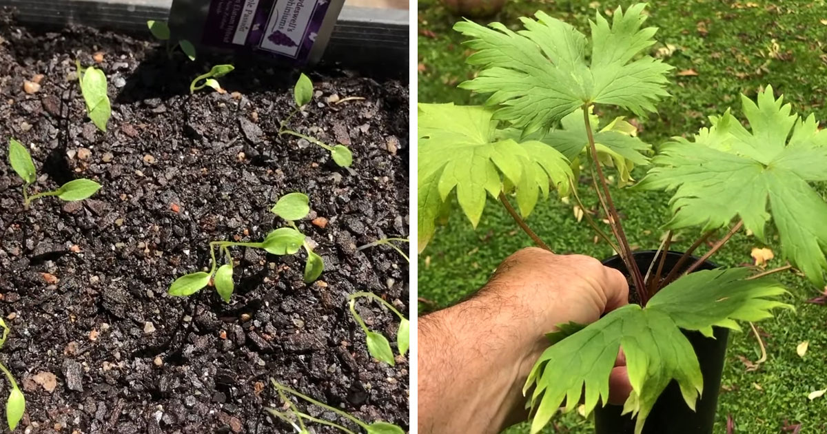 delphinium seedlings with small plants and a grown one delphinium seedlings with small plants and a grown one