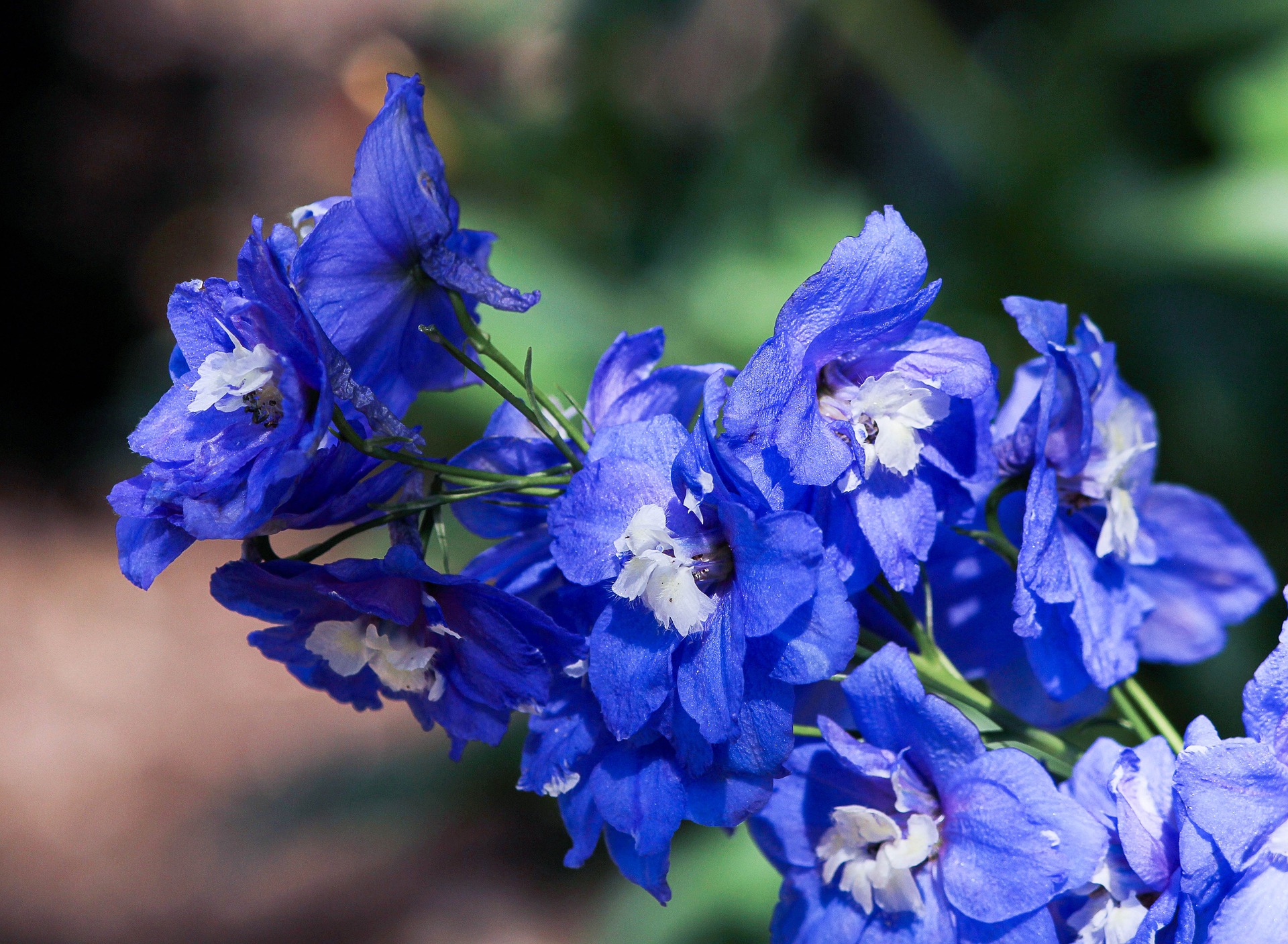 A close-up of dark blue delphinium flowers