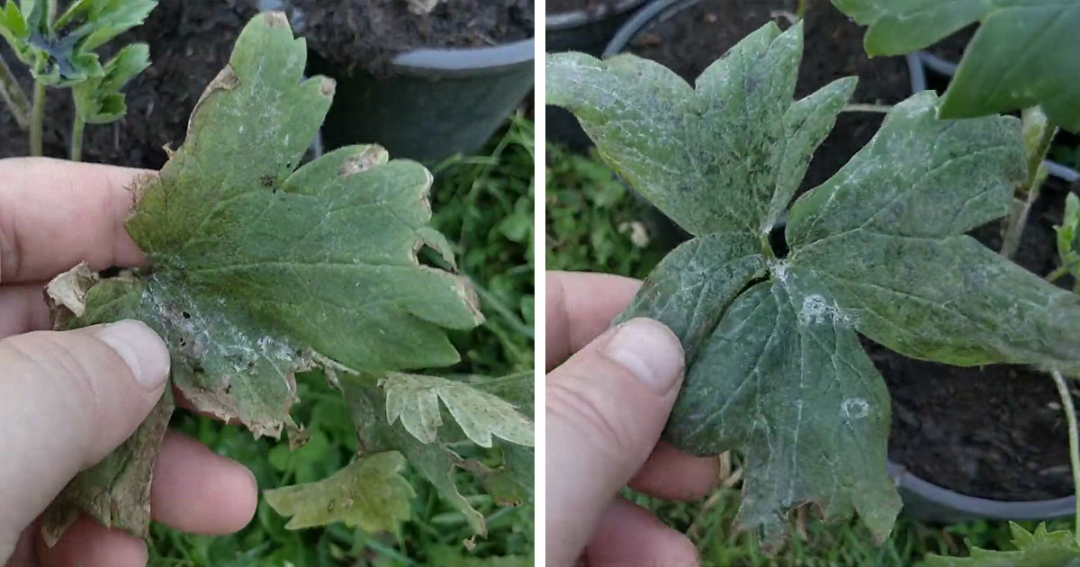 delphinium leaves with fungus delphinium leaves with fungus