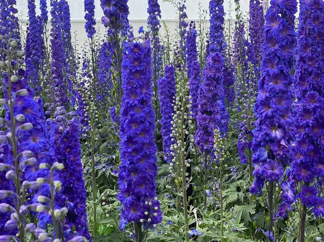 many dark blue delphiniums clustered in one spot