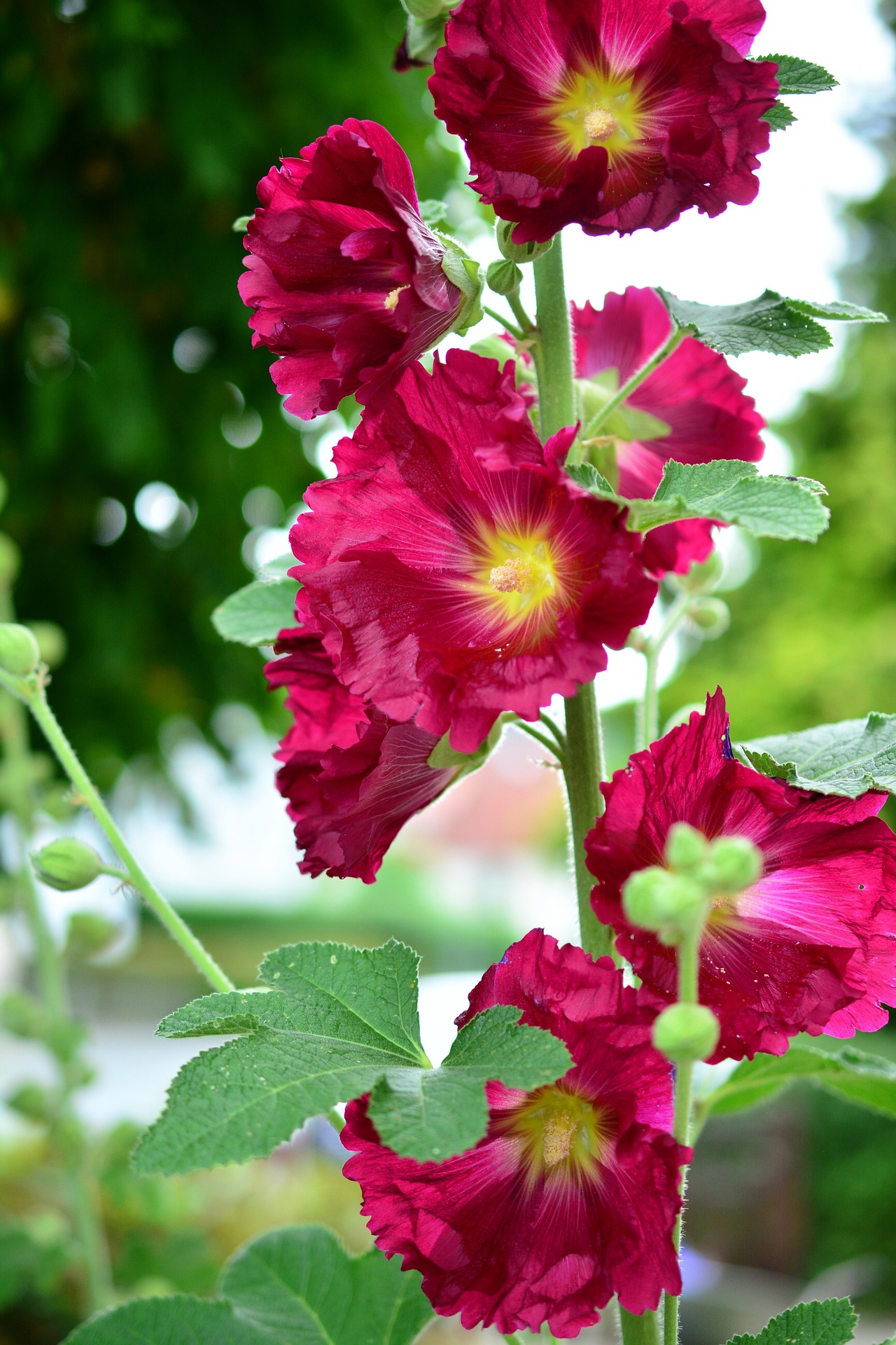 a close-up of red hollyhock flowers