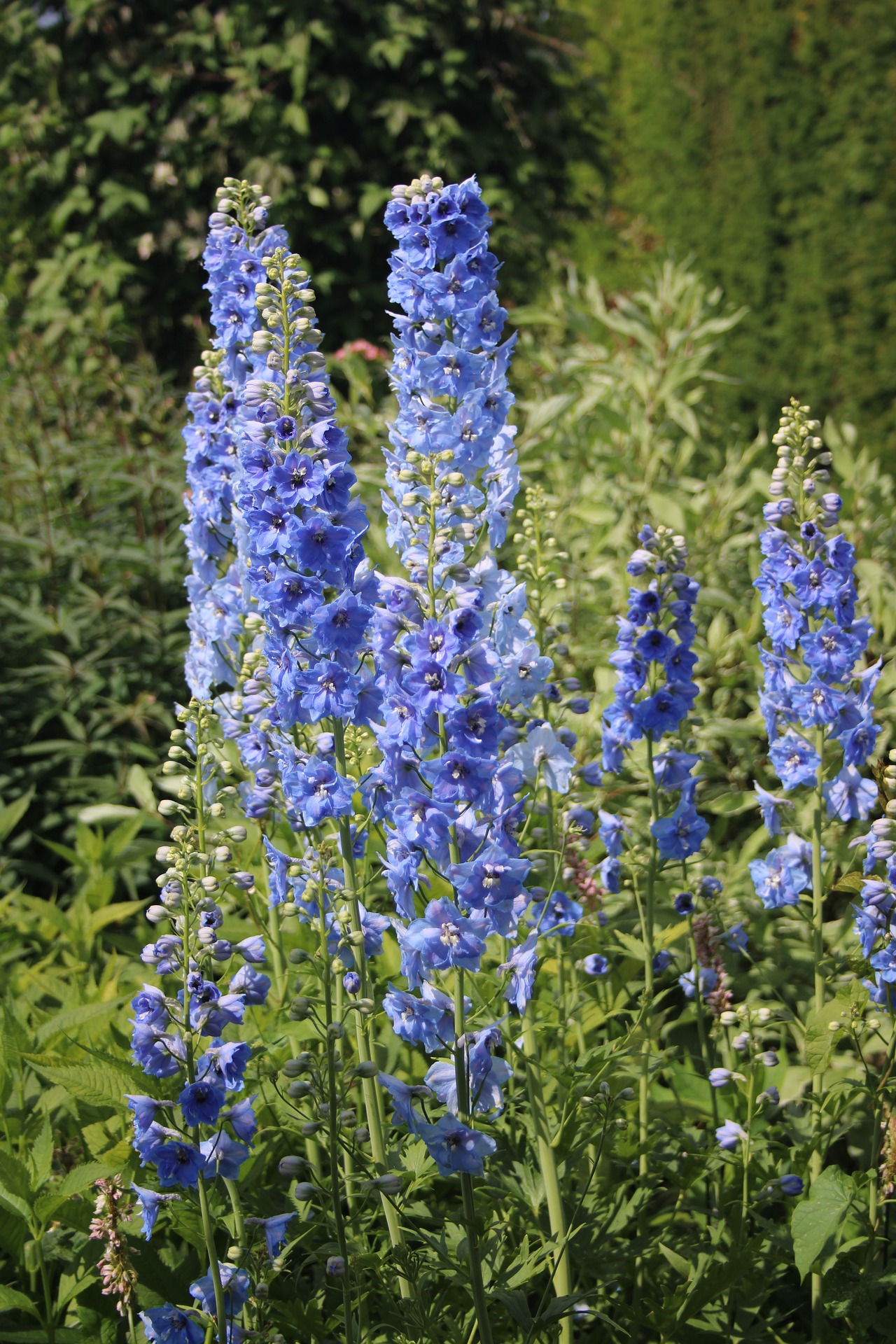tall blue delphiniums in a field
