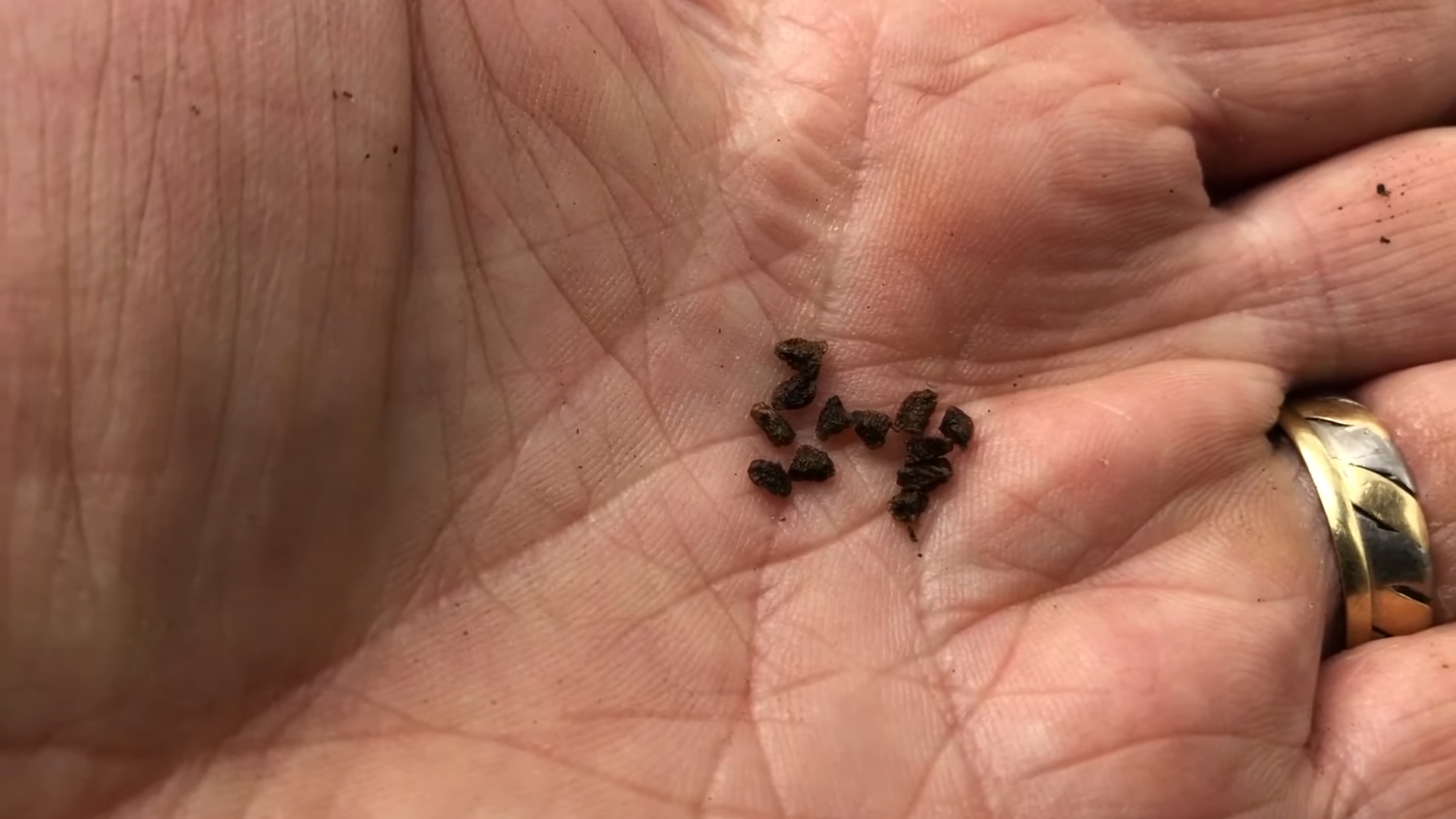 Delphinium seeds in a person’s hand