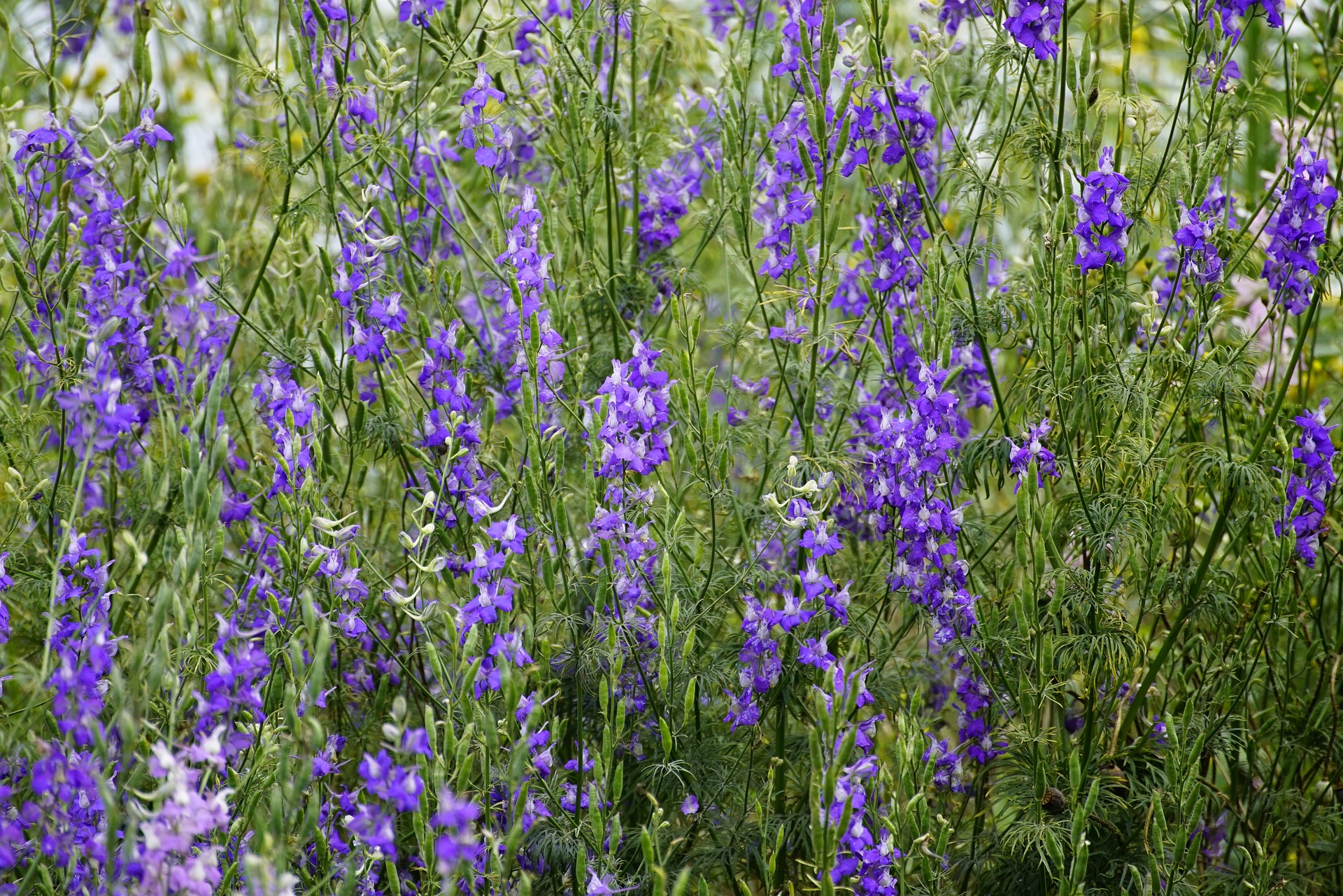 purple delphinium flowers in the field