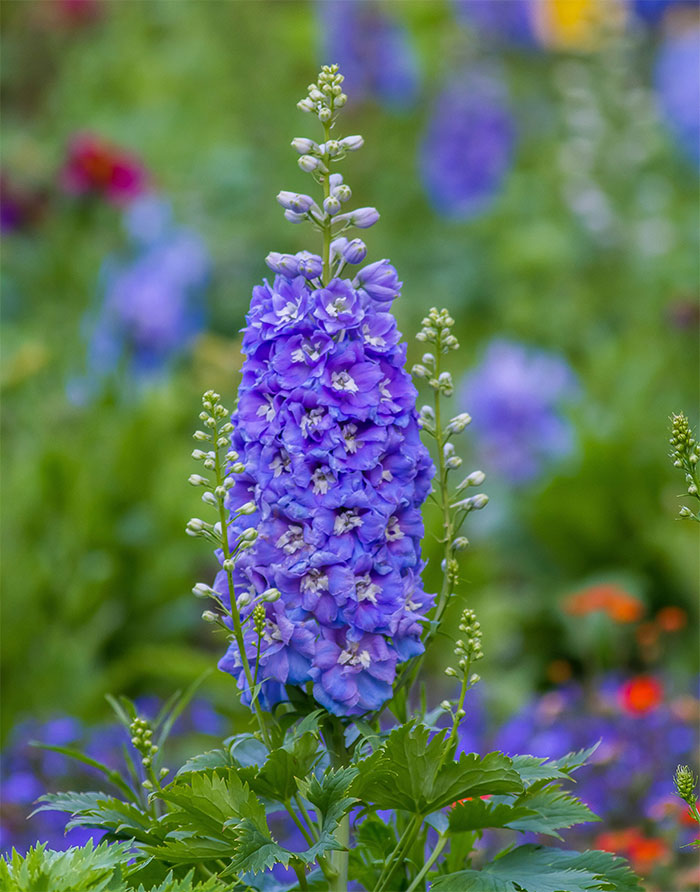 a close-up of a light purple delphinium flower stalk in a field a close-up of a light purple delphinium flower stalk in a field