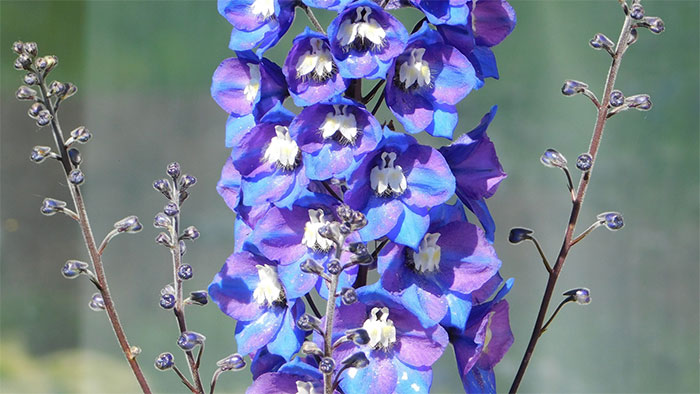 A close-up of delphinium flowers and stalks