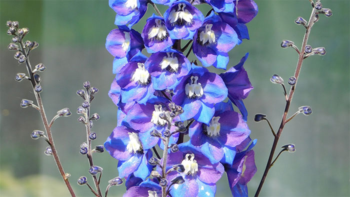 A close-up of delphinium flowers and stalks A close-up of delphinium flowers and stalks