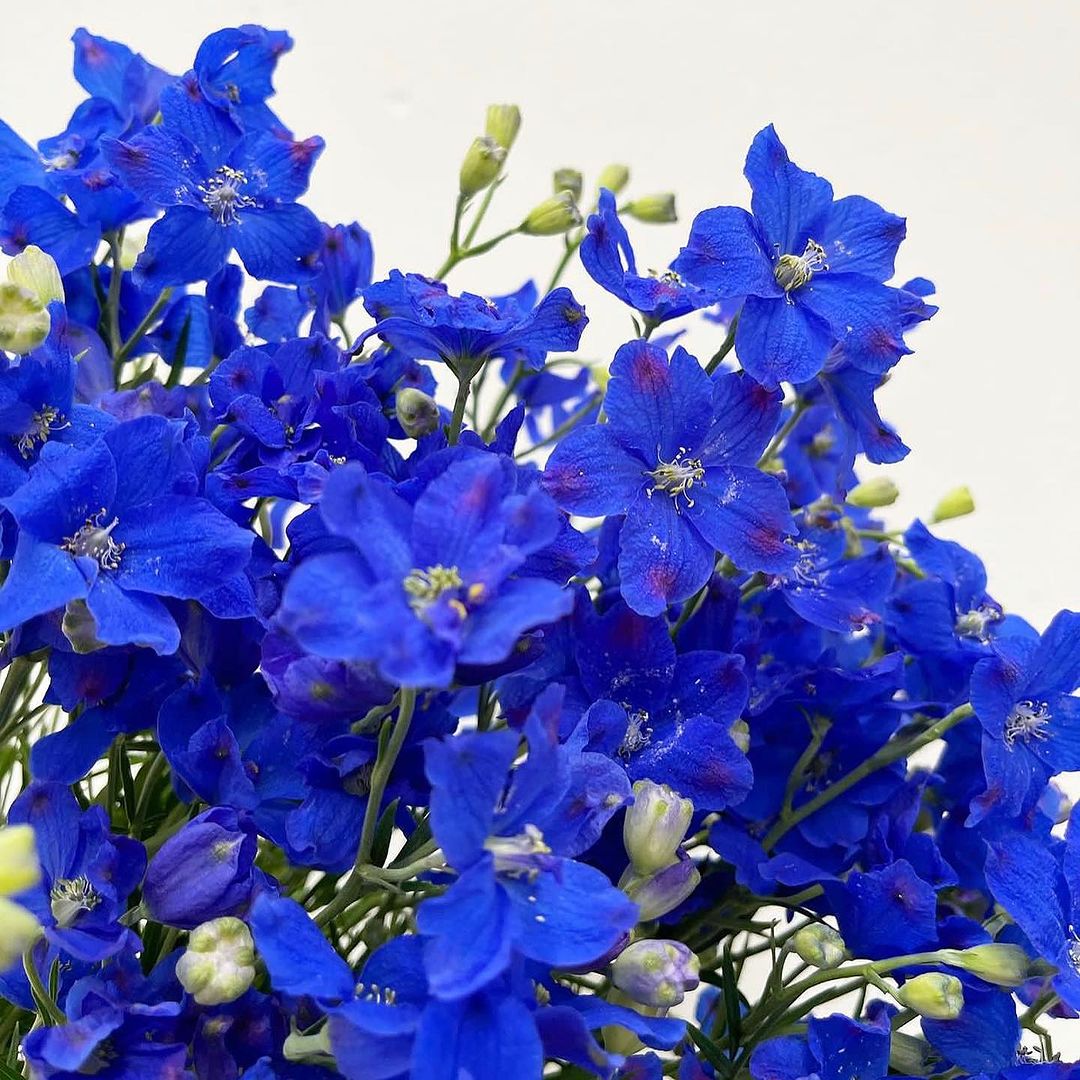 a close-up of blue delphinium flowers