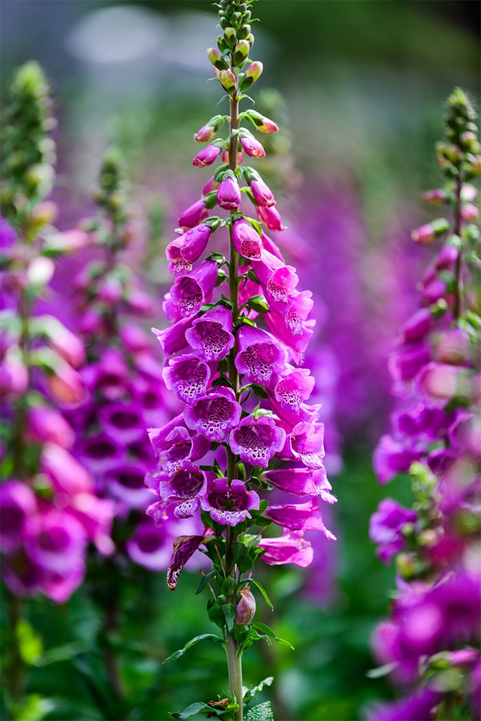 bright pink foxglove flower stalk bright pink foxglove flower stalk