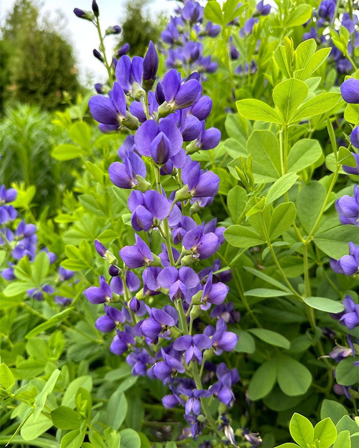 Blue wild Baptisia flowers in a field Blue wild Baptisia flowers in a field