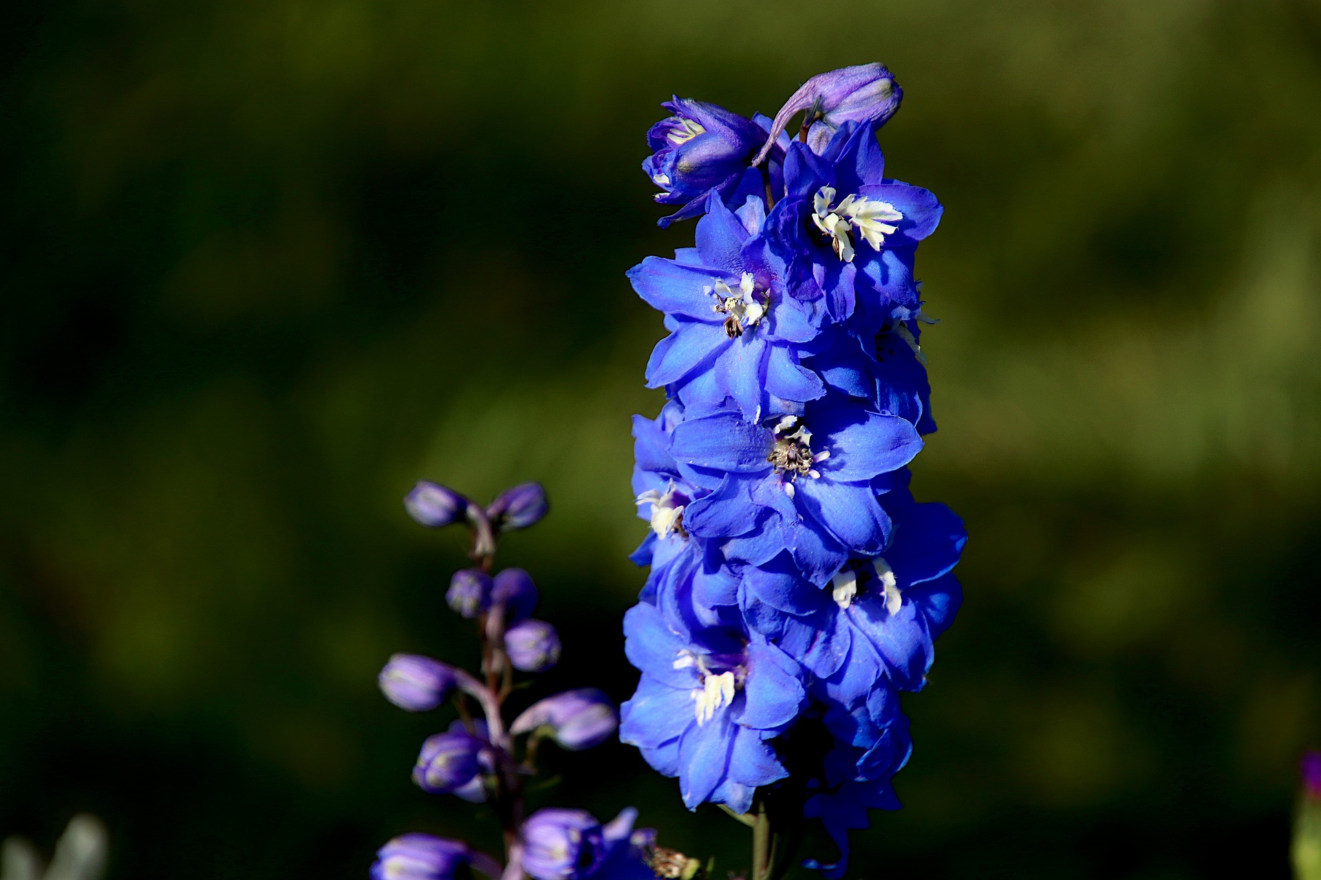 a dark blue delphinium flower stalk