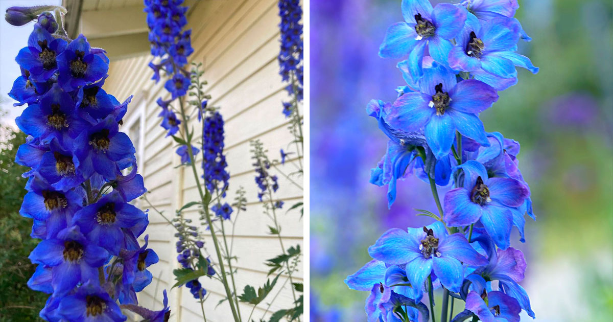 bright blue delphinium stalks near a house with a close-up of Larkspur delphinium