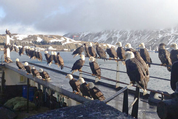 The Harbor Town Of Unalaska Is Home To Over 600 Eagles, Making Them As Common As Pigeons In Most Other Cities