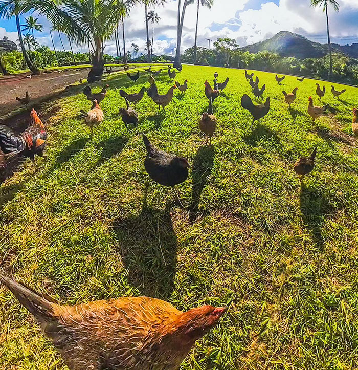 Chicken Heaven In Kauai, Hawaii