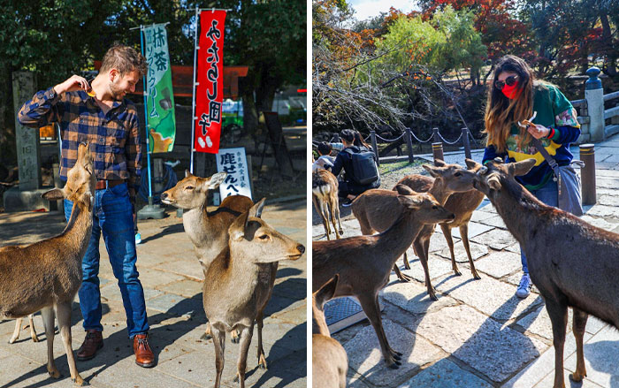 Deer In Nara, Japan. They Will Bow For Cookies. But Beware, Once You Feed Them, They Will Follow You For More, And You May Get Headbutted