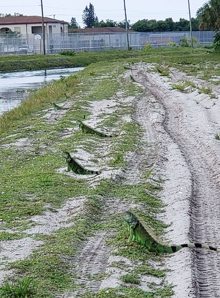 Iguanas All Lining Up At A Canal Where My Mom Lives In Southern Florida