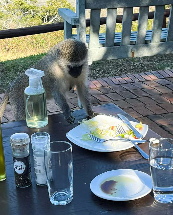 This Monkey Casually Wandered Up To The Table For Leftovers In South Africa