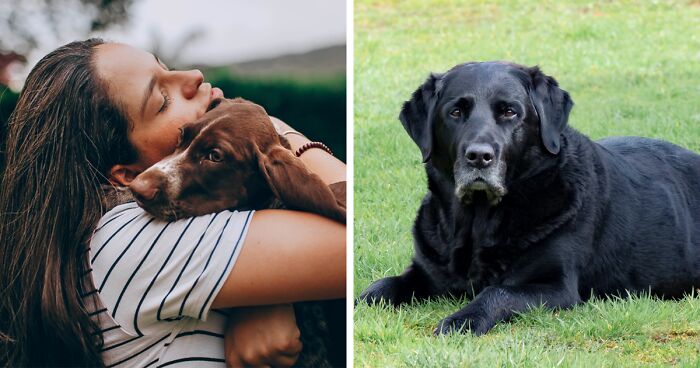 Do Dogs Know When They Are Dying? Understanding the Goodbye